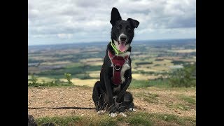 Rufus - Spanish Rescue Dog - 3 Weeks Residential Dog Training