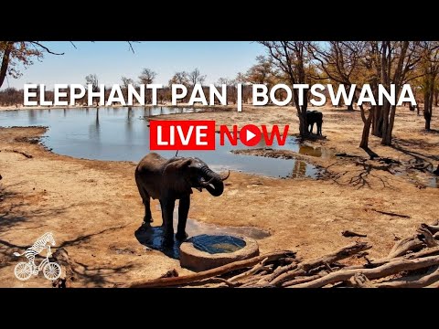 Elephant Pan (Hyena Pan) - Botswana | Live Wildlife Camera