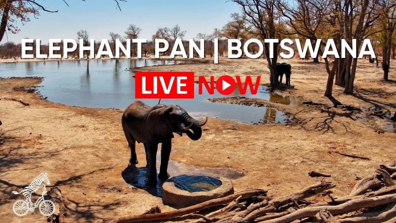 Live webcam view of Elephant Pan Waterhole, Khwai Reserve