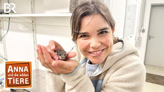 Superschläfer Siebenschläfer | Reportage für Kinder | Anna und die wilden Tiere | BR