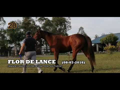 Lote FLOR DE LANCE