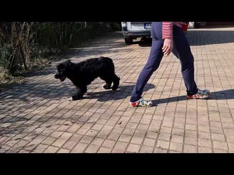 Portugiesischer Wasserhund Welpe kaufen