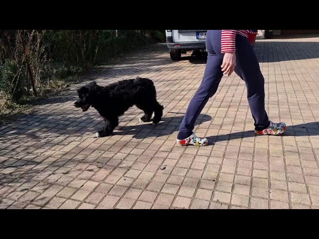 Perro de Agua Portugués cachorro en venta