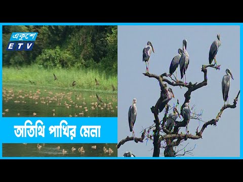 অতিথি পাখির কলকাকলিতে মুখর জাহাঙ্গীরনগর বিশ্ববিদ্যালয়