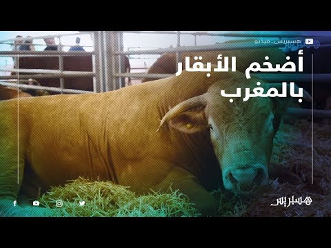شاهد أضخم الأبقار المعروضة في المعرض الدولي للفلاحة بمكناس