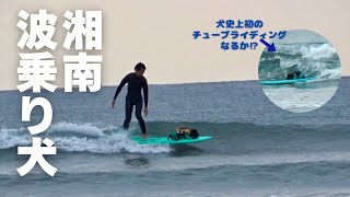 【ドッグサーフィン#41】犬史上初のチューブライディングなるか⁉︎　イングリッシュコッカースパニエル「みみ」の気持ち