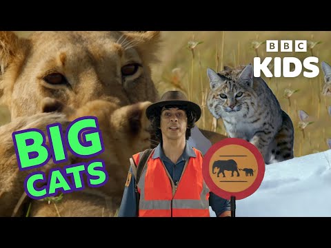 Learn About Big Animals: Elephants, Lions & More! | Andy's Adventures | BBC Kids