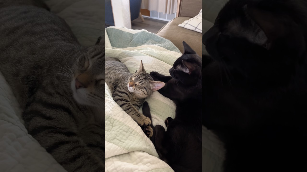Enlarge Kiwi & Mango, a Adoption Pending Domestic Short Hair in Neenah, WI video 2/6