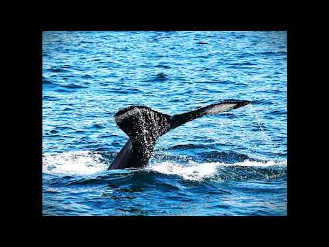 Calming Harp Radio #213