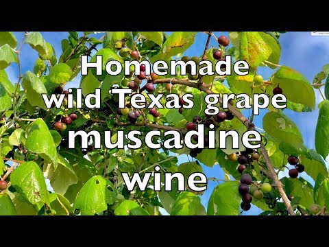download lagu mp3 mp4 Muscadine Wine Texas, download lagu Muscadine Wine Texas gratis, unduh video klip Muscadine Wine Texas