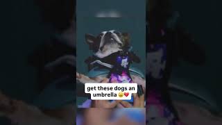 it rained on their paw-rade ????