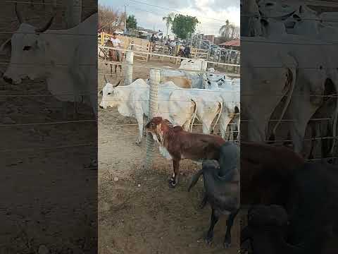 gado entrando na feira de Cipó ba