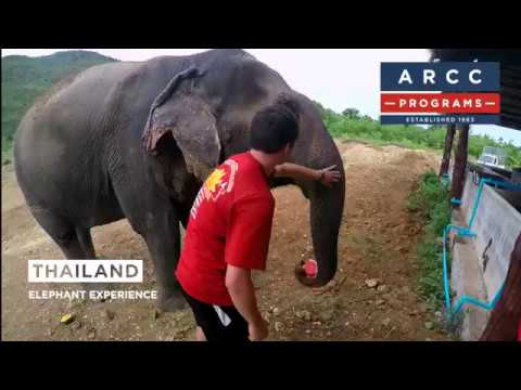 Thailand: Elephant Experience