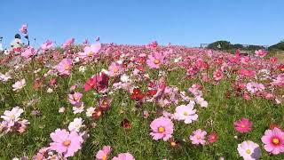 海の中道海浜公園コスモス