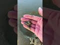 How to Find Sand Piggies #shorts