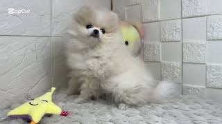 ポメラニアンの動画01