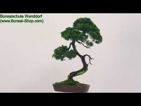 Chinesischer Wacholder, Bonsai, 35 Jahre, 71cm, OJUNCHI351-02