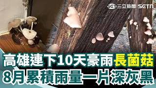 高雄連下10天豪雨「長菌菇」！ 8月累積雨量「一片深灰黑」下到發霉｜三立新聞網 SETN.com