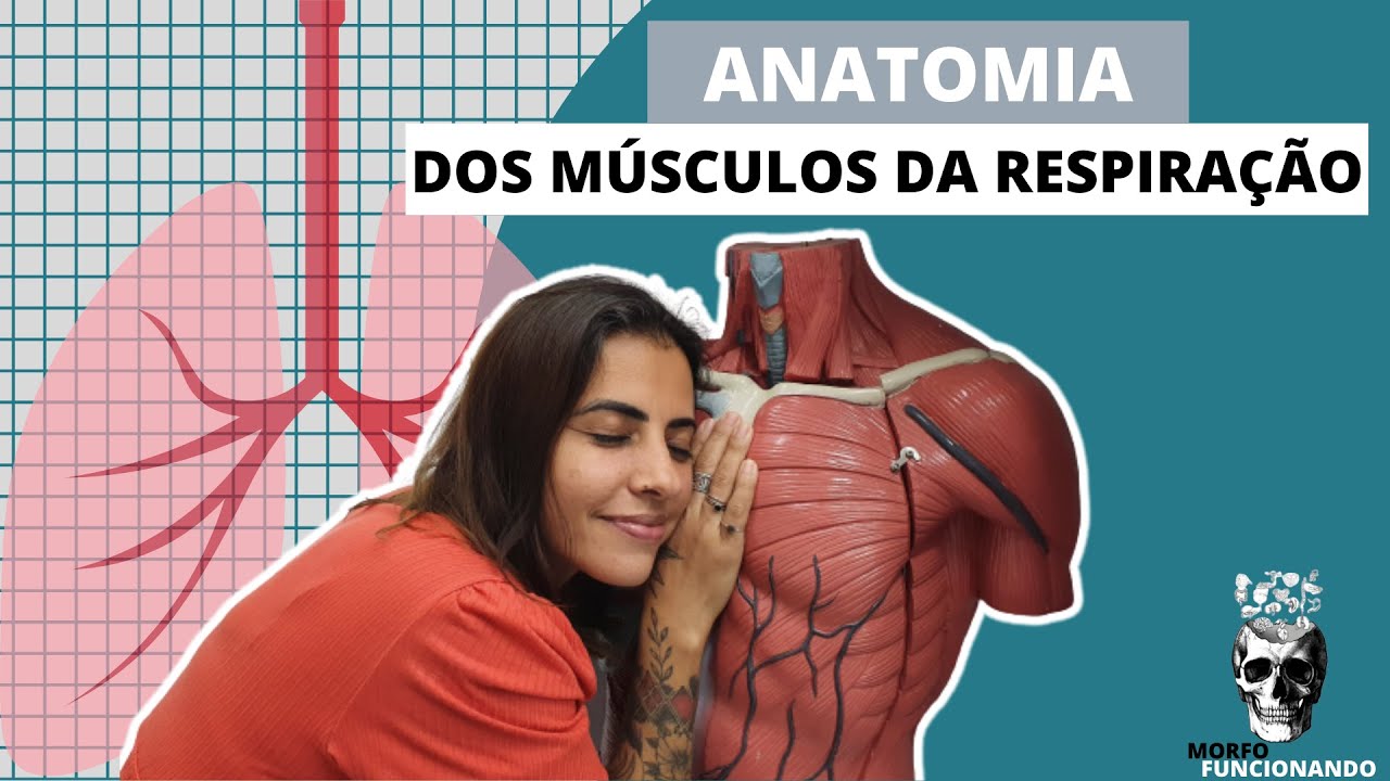 MÚSCULOS DA RESPIRAÇÃO (MECÂNICA DA RESPIRAÇÃO) #7