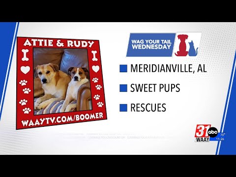 Wag Your Tail Wednesday with Attie and Rudy - YouTube