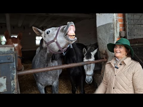POLE do rozmowy "Stadnina Koni Liski"