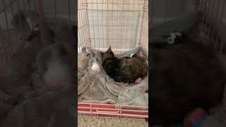 Tortoiseshell Cats Videos