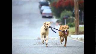 Shakira - Mariposas (Butterflies) Lyrics (English &amp; Spanish)