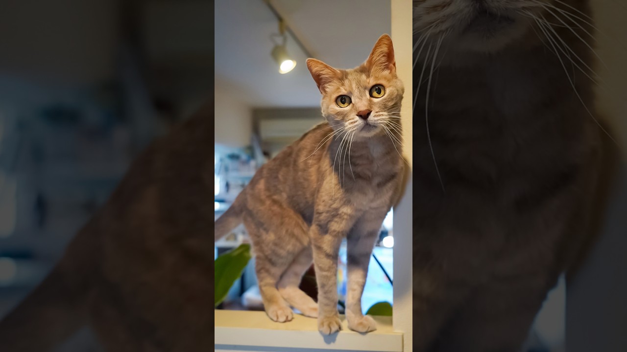 クリエ、15歳になりました！