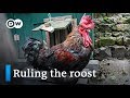 France: Rooster fights in court for right to crow | Focus on Europe