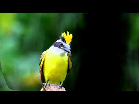 Uno muy comÃƒÂºn pero bonito.......