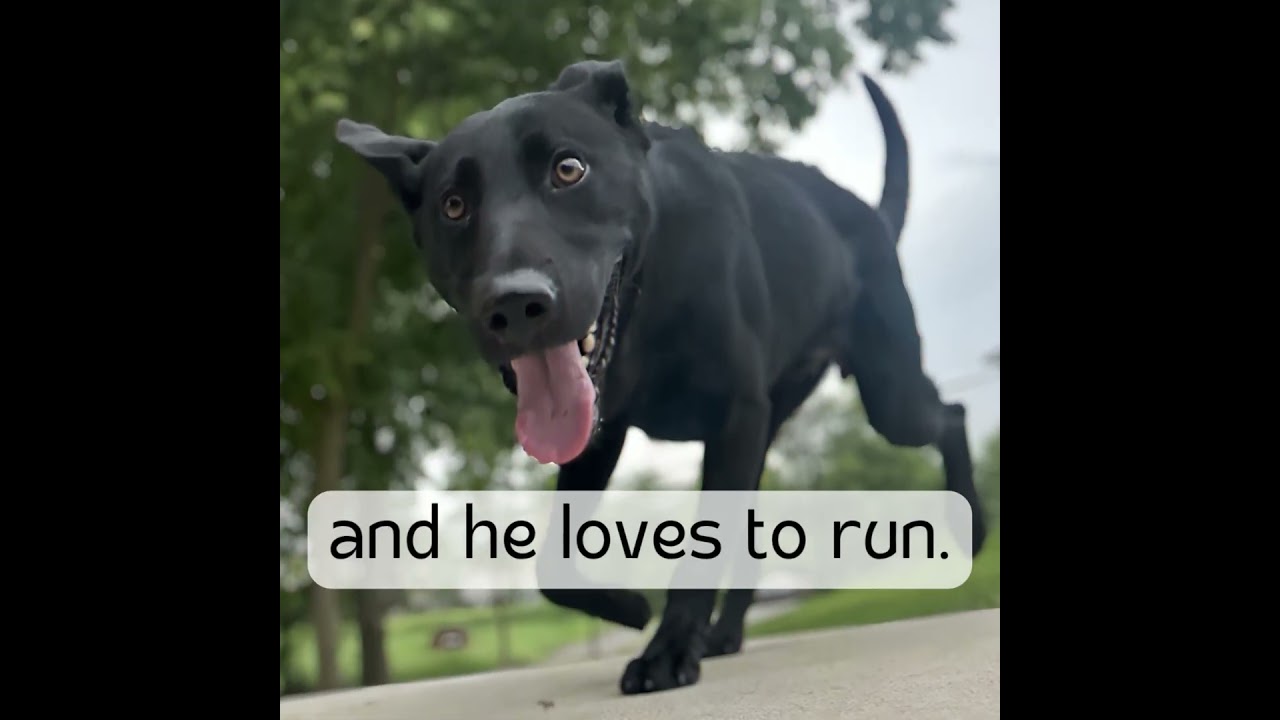 BREAKER, a Adoptable mixed breed in Athens, AL video 6/6