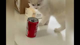 [問卦] 養貓有什麼麻煩的地方嗎？