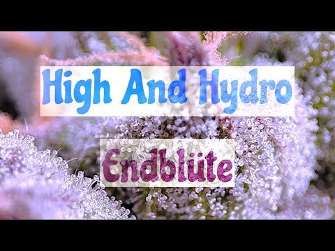 Folge 19 - Endblüte