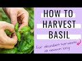 How to harvest basil so it keeps growing - How to prune basil for an abundant harvest