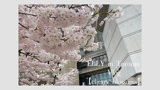 #toronto #cherryblossom 
Toronto Vlog【cherry blossom】
