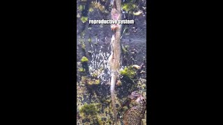 Male Seahorses: The Only Males That Give Birth | Fascinating Reproductive Behavior