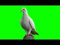 Pigeon Green Screen Full HD Dove Green Screen Green Screen Effects