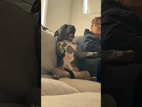 Dog aggressive on cute girl