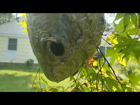 Giant Bald-Faced Hornets Nest Gets Exterminated in Woodbridge, NJ