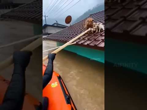 Rescuers Fight to Save Dog Family Trapped on a Roof During Deadly Floods 😢🌊