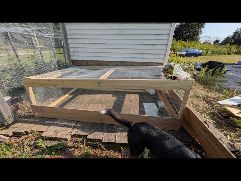Building an outdoor rabbit enclosure. 