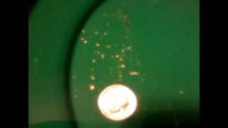 preview picture of video 'Gold prospecting panning in north carolina creek'