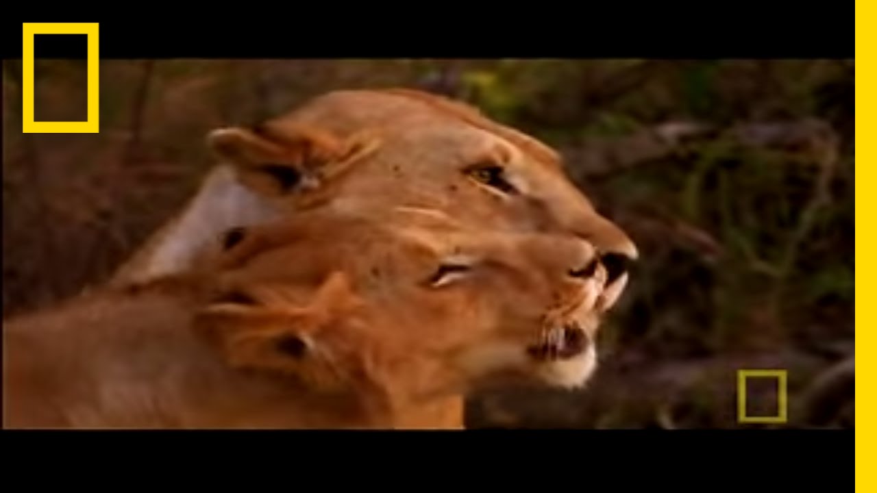 Lion Motherhood - Superpride | National Geographic