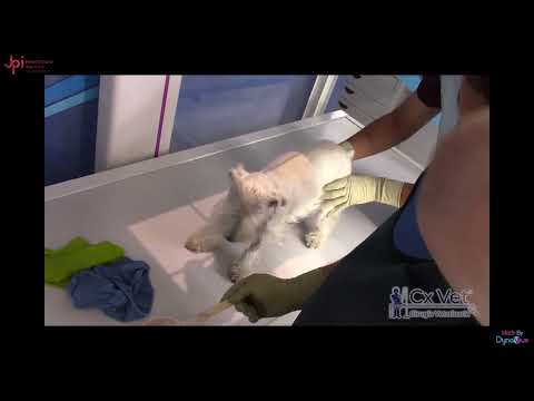 JPI DynaVue Fluoroscopy |  Esophagus