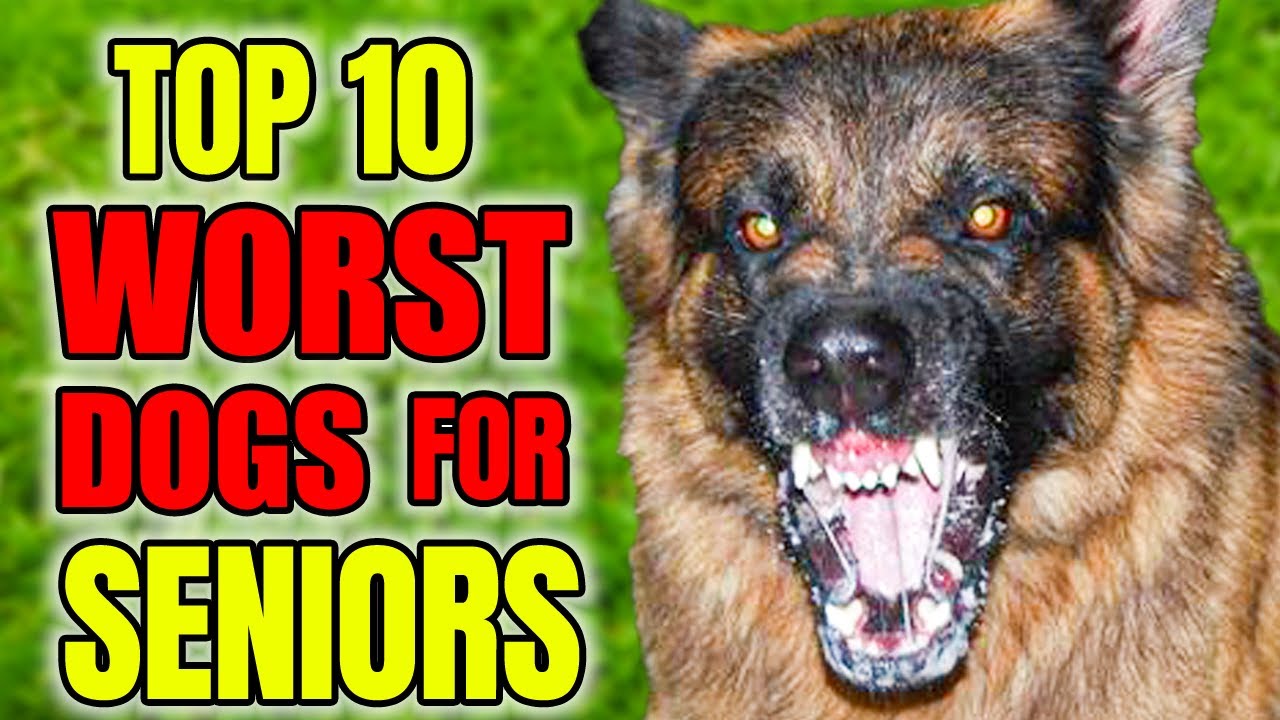 Top 10 WORST Dog Breeds For Seniors
