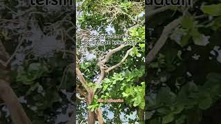 Download lagu Tenang Seperti Laut, Dalam Seperti Hati#shortvideo #storyharian#quotes #catatanmotivasi #storywa mp3