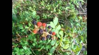 Ó minha amora madura - Zeca Afonso