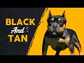 Top 10 Black & Tan Dog Breeds