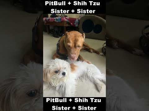 pitbull ShihTzu dogs Love