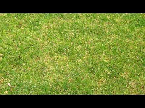 download lagu mp3 mp4 Download Acoustic Alchemy Natural Elements Mp3, download lagu Download Acoustic Alchemy Natural Elements Mp3 gratis, unduh video klip Download Acoustic Alchemy Natural Elements Mp3